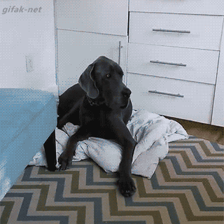 cfcd66b67c19ee38f864267668509ab3.gif