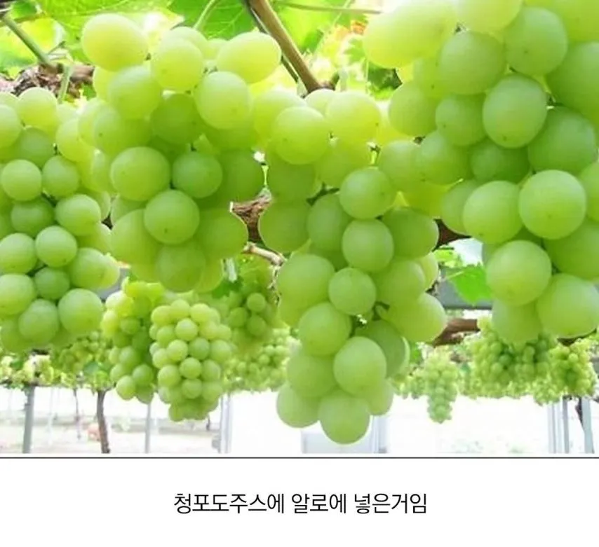 1785106118_GDoCw0Bh_MKdiJ89evIFtZgup.jpeg.webp